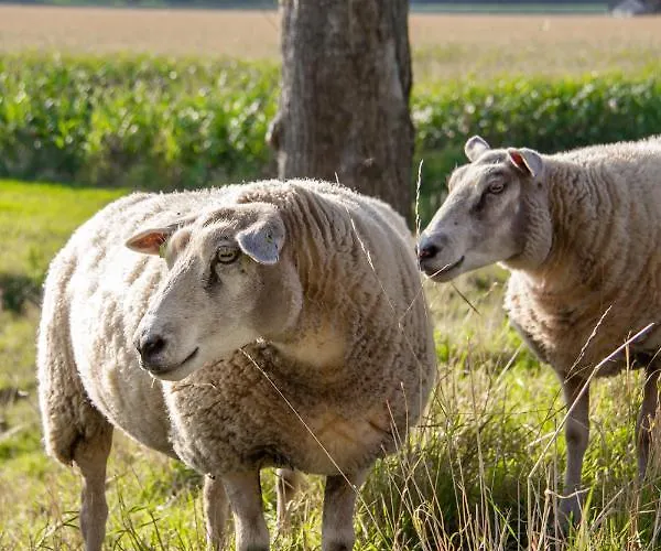 De Hartewens Bed & Breakfast